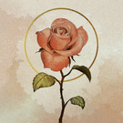 Rose douce et élégante sur fond texturé